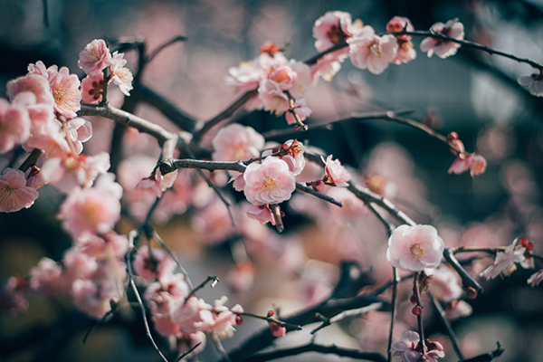 白居易关于春的诗