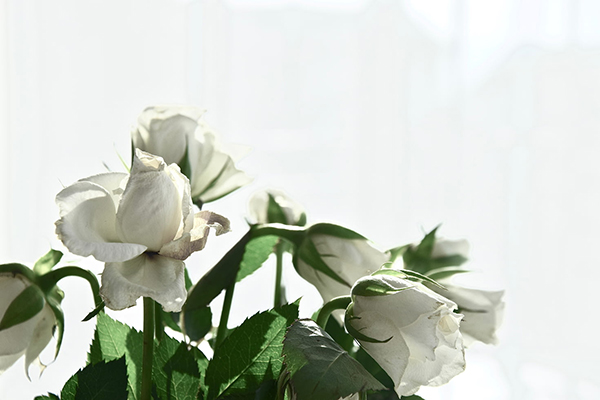 白玫瑰代表什么寓意